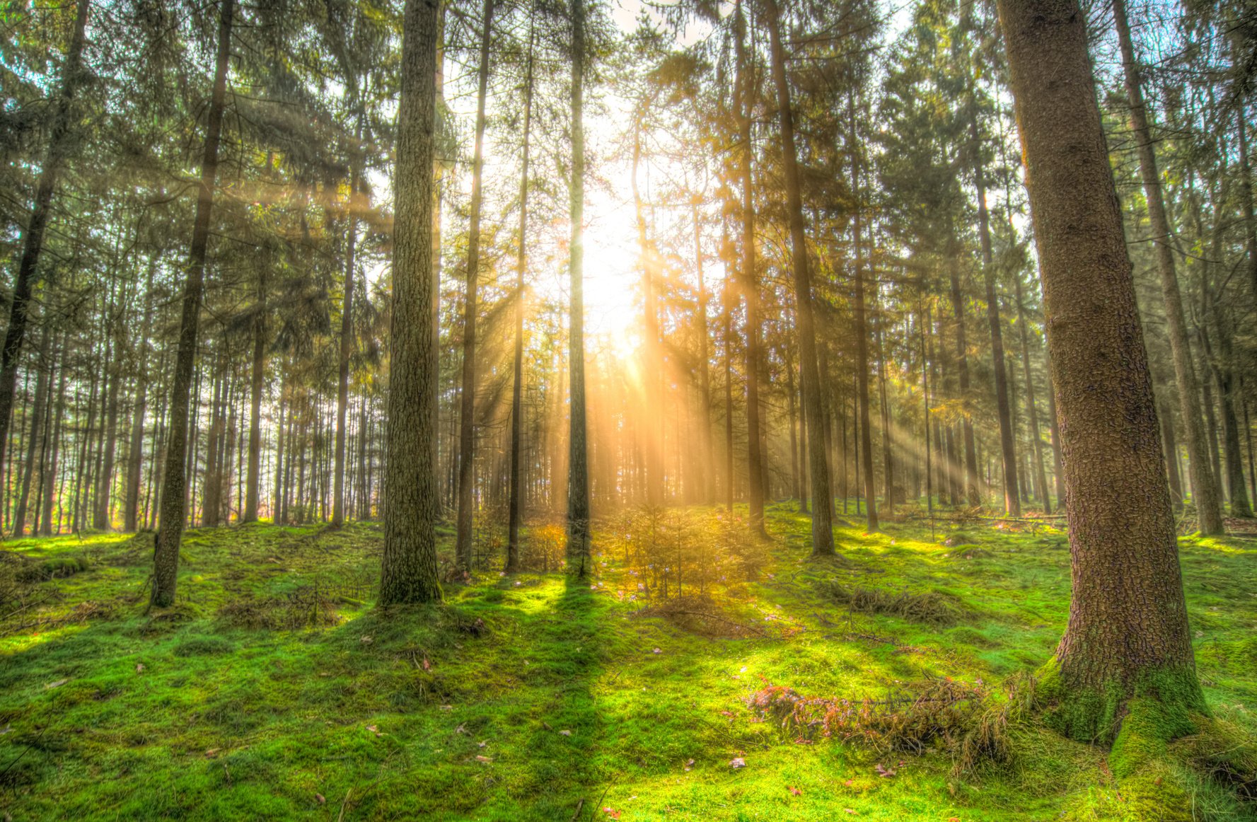 View of the Forest Light